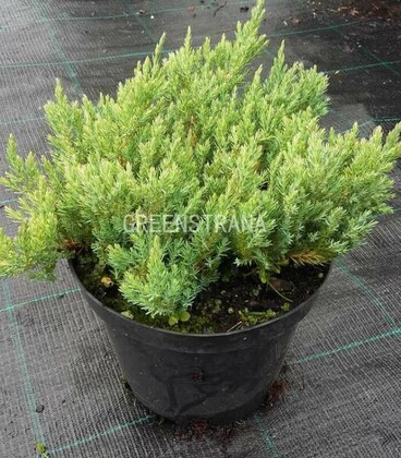 Можжевельник горизонтальный Блю Форест (Juniperus horizontalis 'Blue Forest')