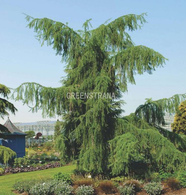 Лиственница тонкочешуйчатая (Larix kaempferi)
