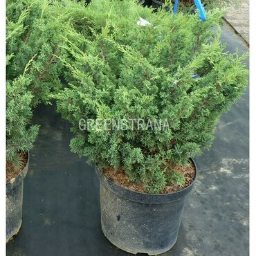 Можжевельник китайский Блаау (Juniperus chinensis 'Blaauw')