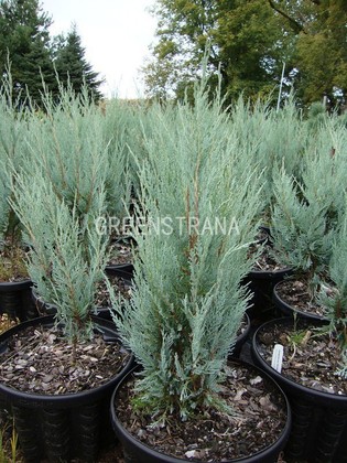 Можжевельник скальный Уичита Блю (Juniperus scopulorum 'Wichita Blue')