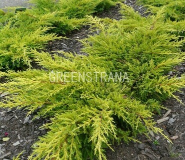 Можжевельник средний Голден Киссен (Juniperus x pfitzeriana 'Golden Kissen')