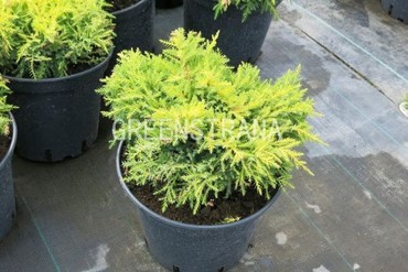 Можжевельник средний Кинг оф Спринг (Juniperus x pfitzeriana 'King of Spring')