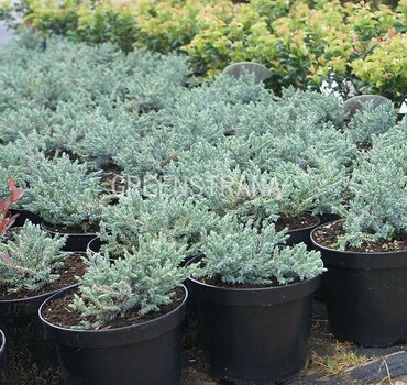 Можжевельник чешуйчатый Тропикал Блю (Juniperus squamata 'Tropical Blue')