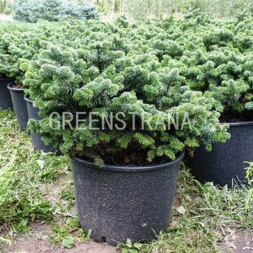 Пихта бальзамическая Нана (Abies balsamea 'Nana')