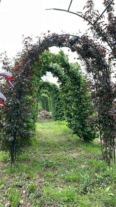 Яблоня гибридная Роялти (Malus x hybrida 'Royalty')