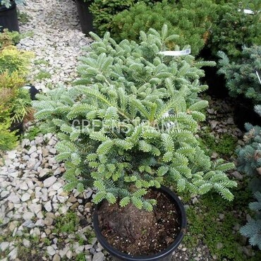 Пихта корейская Блю Император (Abies koreana 'Blue Emperor')