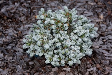 Пихта корейская Кохоутс Айсбрекер (Abies koreana 'Kohout's Icebreaker')