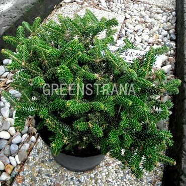 Пихта корейская Оберон (Abies koreana 'Oberon')