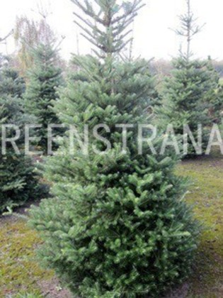 Пихта корейская Самлинг (Abies koreana 'Samling')