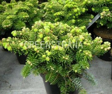 Пихта корейская Тундра (Abies koreana 'Tundra')