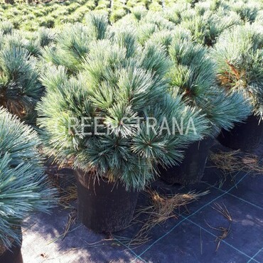 Сосна Веймутова Берманс Мини (Pinus strobus 'Berman's Mini')
