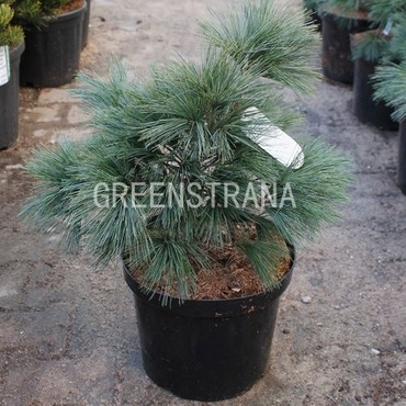 Сосна Веймутова Блю Шэг (Pinus strobus 'Blue Shag')