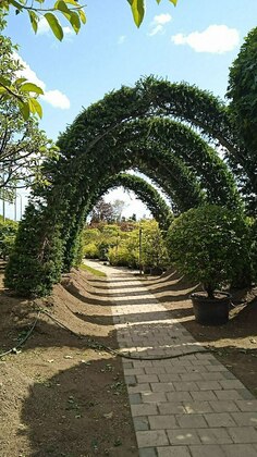 Лиственница европейская "Larix decidua" арка