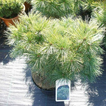 Сосна Веймутова Минима (Pinus strobus 'Minima')