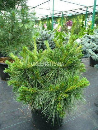 Сосна Веймутова Радиата (Pinus strobus 'Radiata')