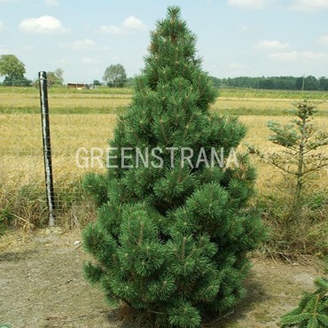 Сосна горная Колумбо (Pinus mugo 'Columbo')