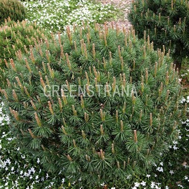 Сосна горная Литомишль (Pinus mugo 'Litomysl')