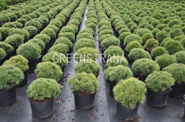 Сосна горная Мини Мопс (Pinus mugo 'Mini Mops')