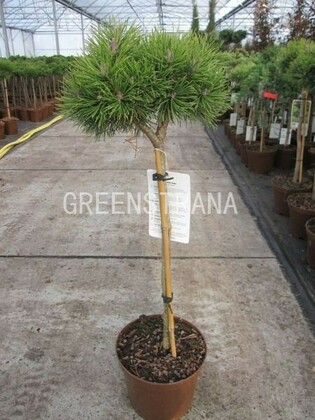 Сосна горная Мопс (Pinus mugo 'Mops') на штамбе