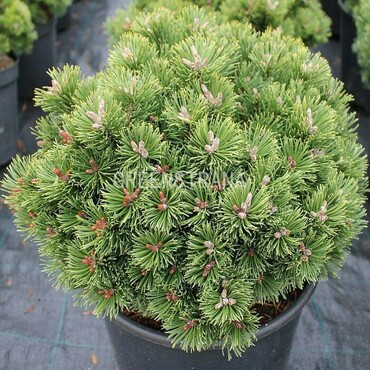 Сосна горная Шервуд Компакт (Pinus mugo 'Sherwood Compact')