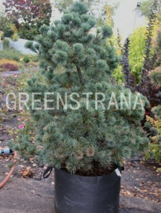 Сосна густоцветковая Негиши (Pinus densiflora 'Negishi')