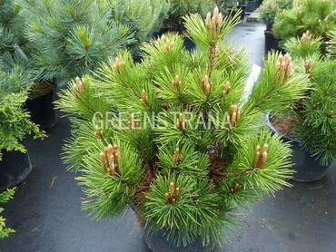 Сосна Тунберга Майдзима (Pinus thunbergii 'Maijima')