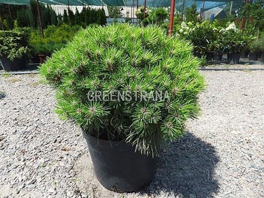 Сосна черная Мари Брежон (Pinus nigra 'Marie Bregeon')