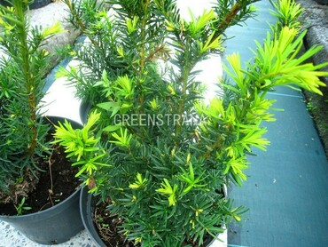 Тис средний Фэйрвью (Taxus x media 'Fairview')