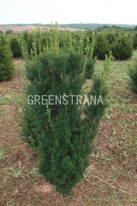 Тис средний Хикси (Taxus x media 'Hicksii')