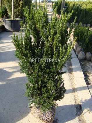 Тис средний Хилли (Taxus x media 'Hillii')