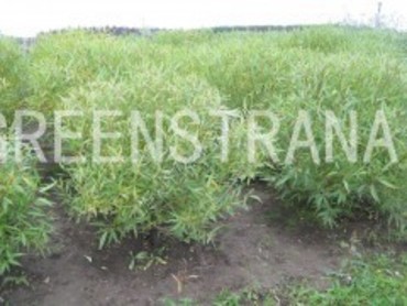 Ива ломкая Буллата (Salix fragilis 'Bullata')