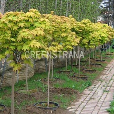 Клен остролистный Голден Глоб (Acer platanoіdes 'Golden Globe')