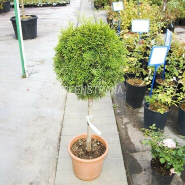 Туя западная Смарагд (Thuja occidentalis 'Smaragd') Шар