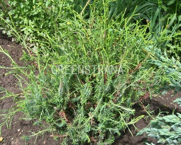 Туя западная Олендорффи (Thuja occidentalis 'Ohlendorffii')