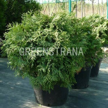 Туя западная Глобоза (Thuja occidentalis 'Globosa')