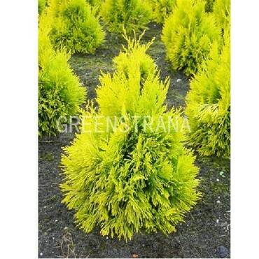 Туя складчатая (Thuja plicata)