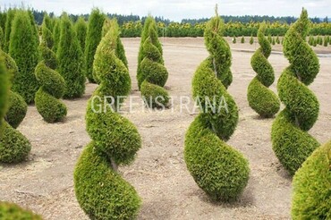 Туя западная Йеллоу Риббон (Thuja occidentalis 'Yellow Ribbon') Спираль