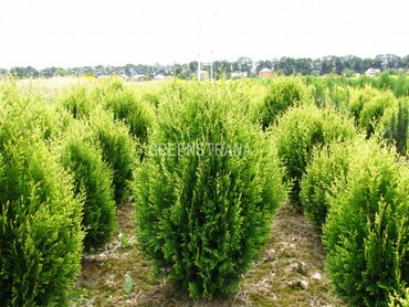 Туя складчатая Корник (Thuja plicata 'Kornik')