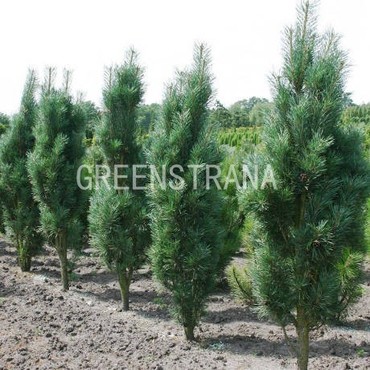 Сосна обыкновенная Фастигиата (Pinus sylvestris 'Fastigiata')