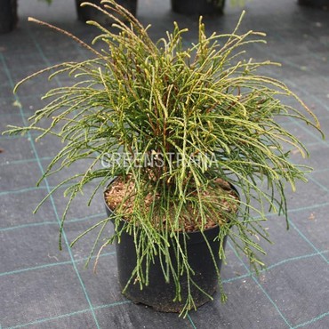 Туя складчатая Уипкорд (Thuja plicata 'Whipcord')