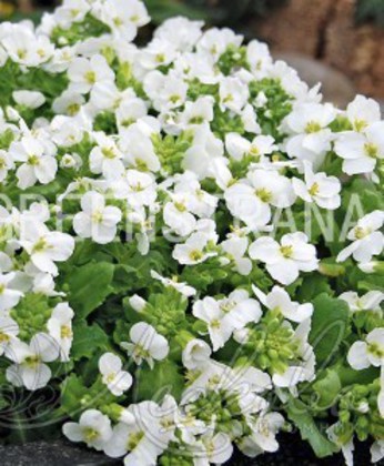 Арабис кавказский Лотти Уайт (Arabis caucasica 'Lotti White')
