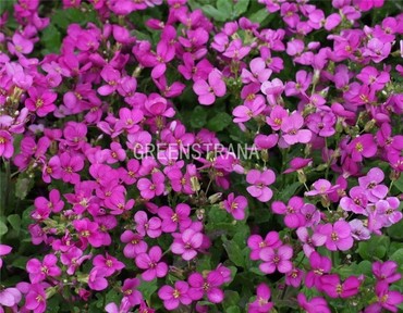 Арабис кавказский (Arabis caucasica) (розовый)