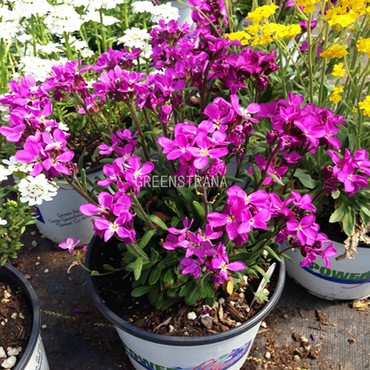 Арабис реснитчатый Спринг Шарм (Arabis blepharophylla 'Spring Charm')