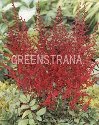 Астильба Арендса Глут (Astilbe x arendsii 'Glut')