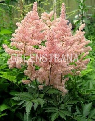 Астильба Арендса Систер Тереза (Astilbe x arendsii 'Sister Theresa')