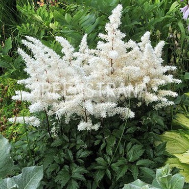 Астильба Арендса Сноудрифт (Astilbe x arendsii 'Snowdrift')