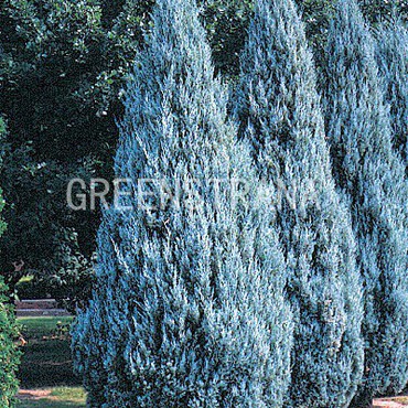 Можжевельник скальный Моффат Блю (Juniperus scopulorum 'Moffat Blue')