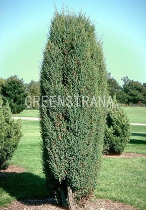 Можжевельник обыкновенный Суецика (Juniperus communis 'Suecica')