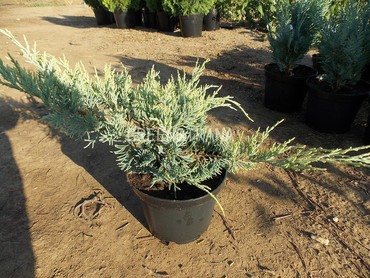 Можжевельник виргинский Голден Спринг (Juniperus virginiana 'Golden Spring')