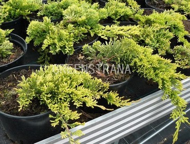 Можжевельник горизонтальный Голден Карпет (Juniperus horizontalis 'Golden Carpet')